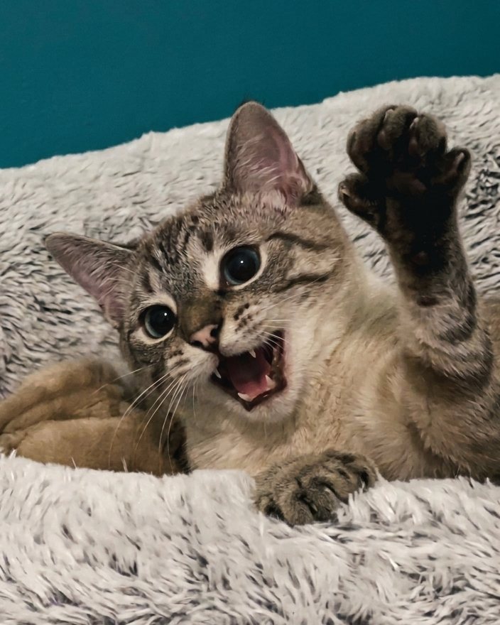 Watabish, a lynx point cat, mid-scream with one paw raised
