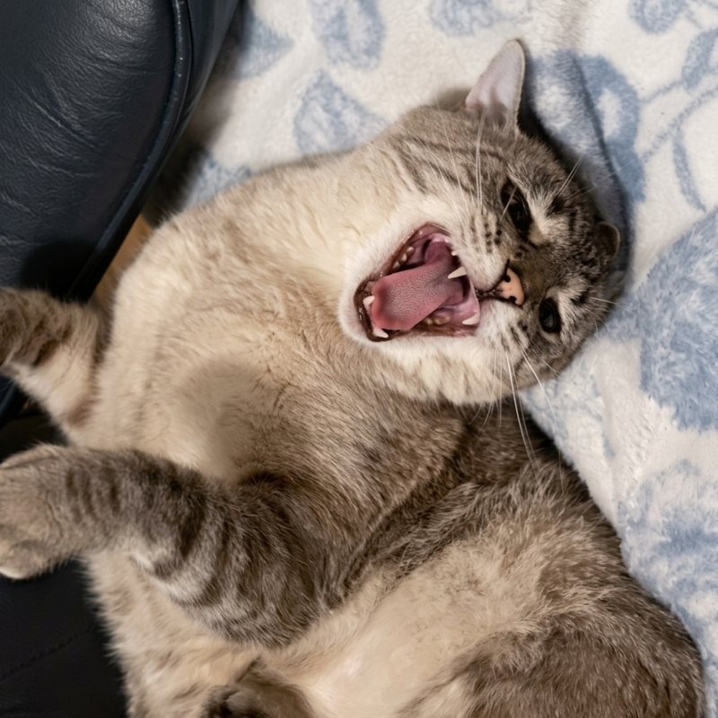 Chikadee Watabish lying on his back mid-yawn, fangs out